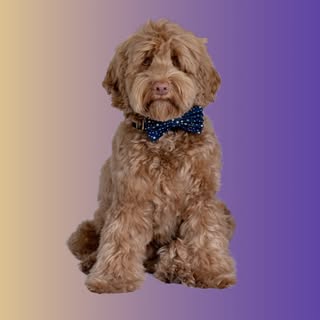 Mister James Hond