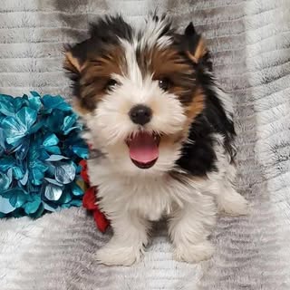 Toby