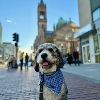 Appa: The Mini Bernedoodle 🐾