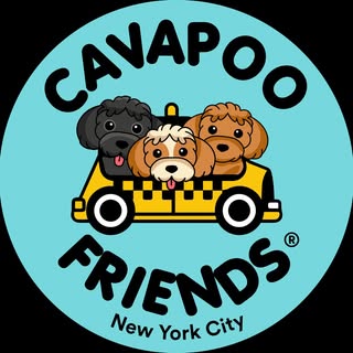 Cavapoo Friends NYC