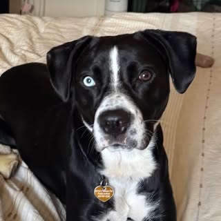 Blue The Rescue💙🤎🐾