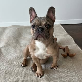 Missy The Frenchie