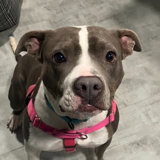 Forgotten Dogs Rescue