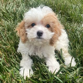 Cranberry 🐾 Cavapoo 🐶