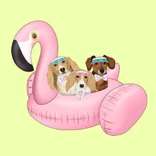 Poppin, Zazu and Rajah the mini dachshunds