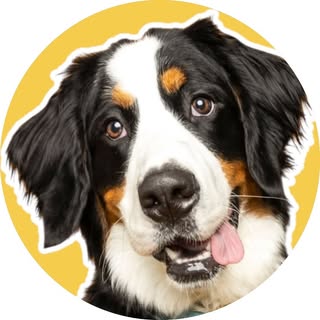 Bailey 🐾 Dog Friendly San Diego