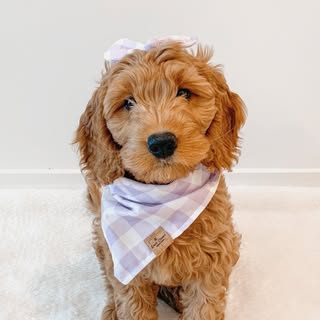 ZOEY | mini goldendoodle