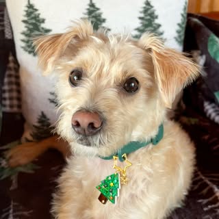 Douglas Fur 🐶🧘🏾‍♀️🌲Alex & Doug’s Life