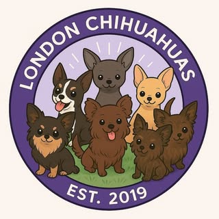 London Chihuahuas 🐶