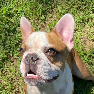 Otis the Frenchton | Pet Influencer