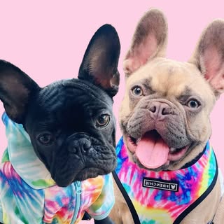 Harley & Wednesday