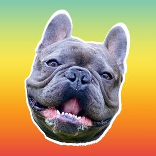 Maki the French Bulldog 🍣
