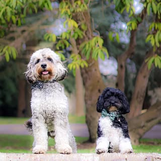 UK Dog Blogger | Dog UGC/ Reviews/ Collabs| Cockapoos