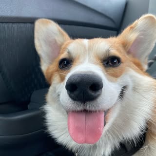 🥭 Mango the Corgi 🥭