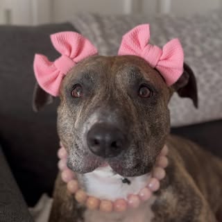 Dolly the Landshark 🎀