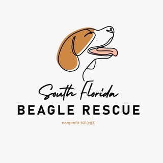 South Florida Beagle Rescue