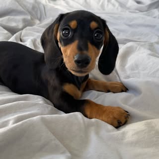 Mini Dachshund | Melbourne