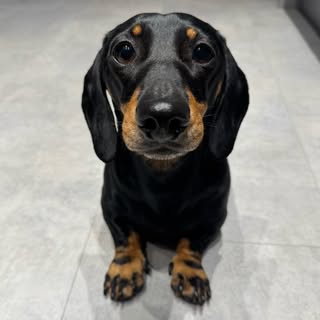 DEREK 🐾