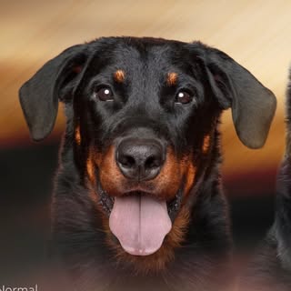 BEAUCERON PRESERVATION BREEDER