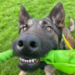 Dublin County Dog Shelter