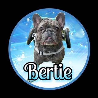Hayley, Bertie & Red