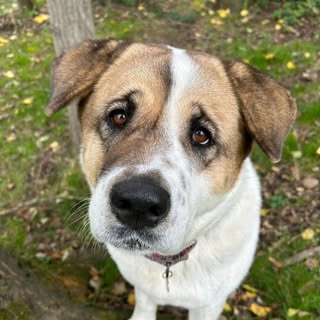 RSPCA York Animal Home