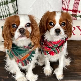 Dewey & Davey