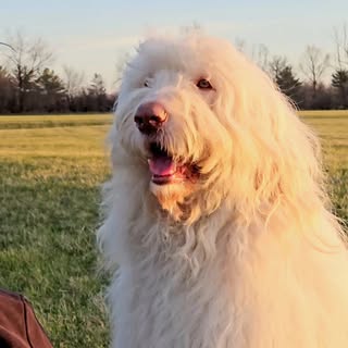 Lou - giant fluffy shaggy dog