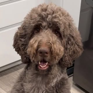 Mocha the Labradoodle