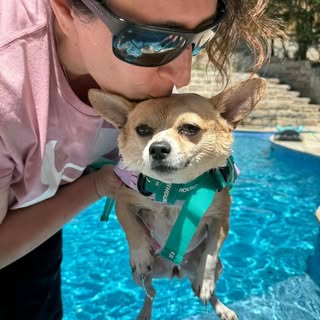 Rue The Chihuahua