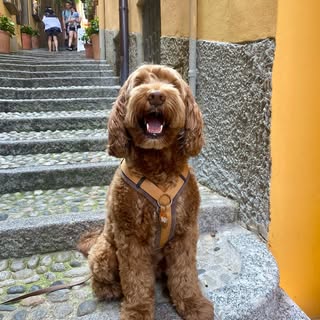 Indy de labradoodle
