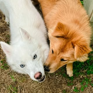 Oatly & Kumo