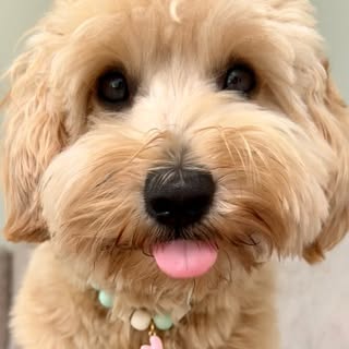 Sammie de doodle🐾