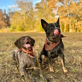Kimber (GSP) & Duke (ACD)