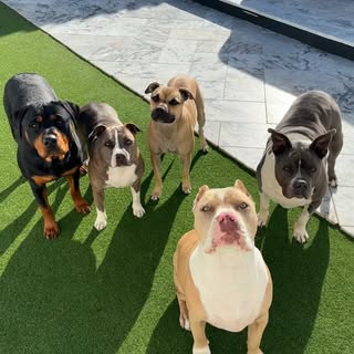 Hope, Dakota, Sky, Kaia, & Faith 🐶