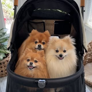 Thepompompack
