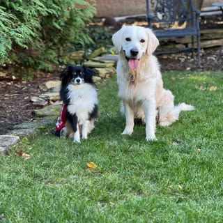 🐶 Alfie and Gus 🐶