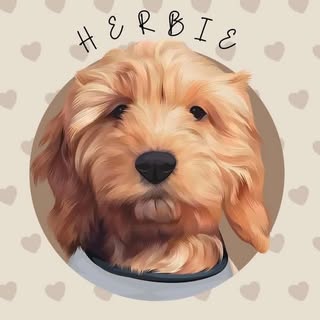 Herbie The Red Cockapoo