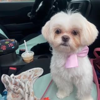 Miss Symphony | Shihpoo 🐶