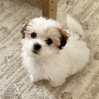 Mochi The Maltipoo 🐾