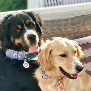 Bailey & Bo