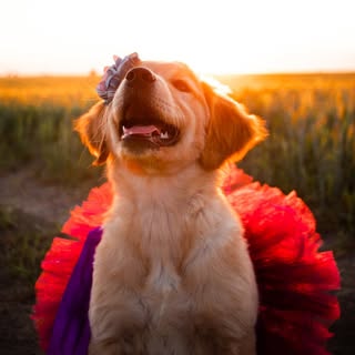 Content Creator | Photographer | Golden Retriever