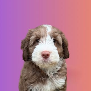George • Australian Labradoodle
