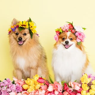Teddy & Mochi