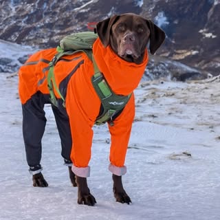 Eddie | Dog Friendly Scottish Adventures