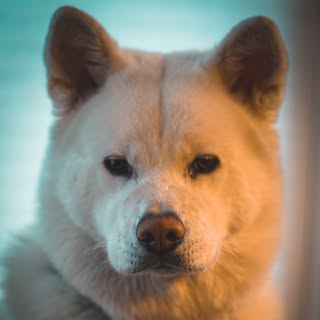Shion the Akita Inu