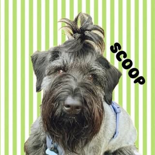 Scoop The Giant Schnauzer Tails of Adventure