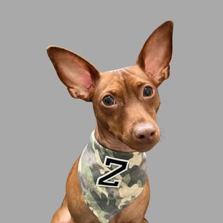 Zeus the Min Pin & Juno