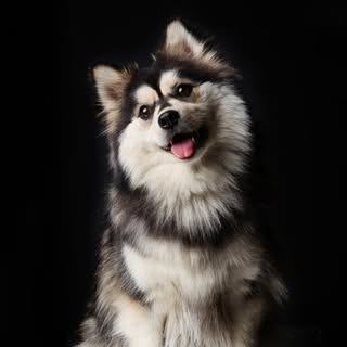 SKY🐾
