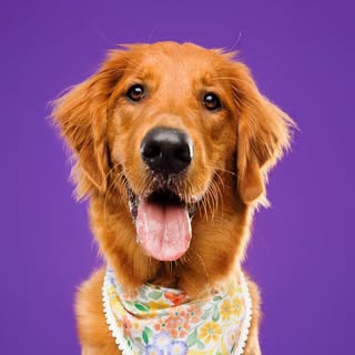 Sassy Cassie | The golden lassie from the block 🐾